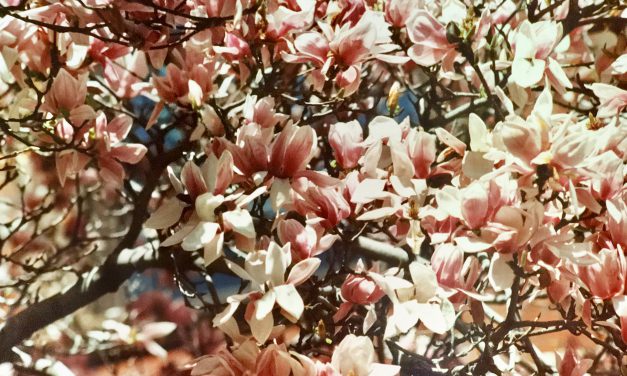 یک سال گذشت