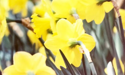 نوروزوبهار, سرآغازی دگر…