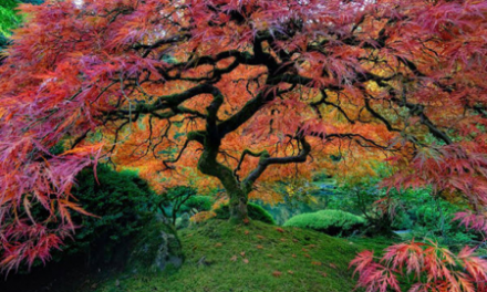 درخت جاودانگی