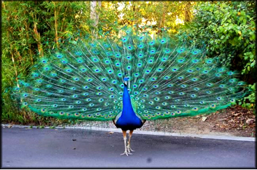 خود شیفتگی یا نارسیسیم