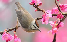 خوش بود دامن صحرا و تماشای بهار
