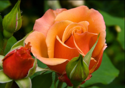 گل در ادبیات ایران