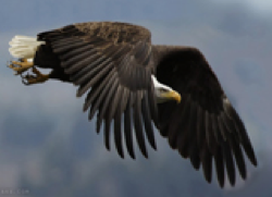 عقاب نگون بخت