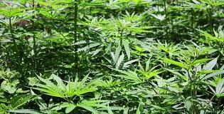 ماری جوانا : التیام یا اعتیاد ؟