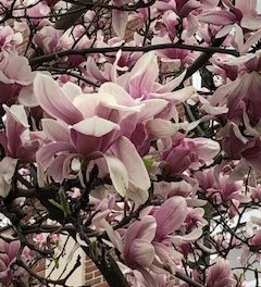 نوروزوبهار, نماد رستاخیز حیات