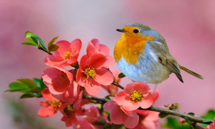 مناظره گل و بلبل