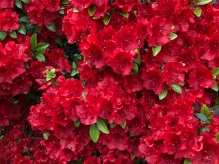 بهار بود و تو بودی و عشق بود و امید