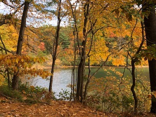 پائیز ای تبسم افسرده …