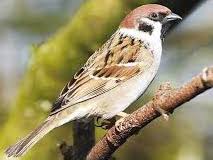 پند دادن به نادان …