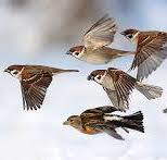 سنگ مفت ، گنجشک مفت