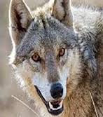 سلام گرگ بی طمع نیست