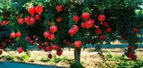 درخت هر چه پربارتر،افتاده تر