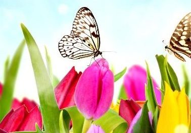 صحرا و تماشای بهار