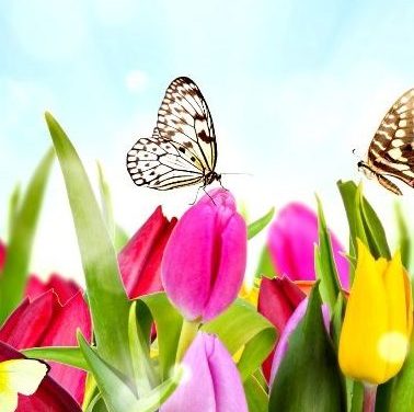 صحرا و تماشای بهار