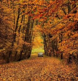 پائیز از دیدگاه شعرای ایران