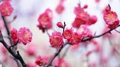 بهاری دیگر …