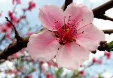 بهاری دیگر …