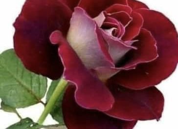 خار خندید و به گل گفت …