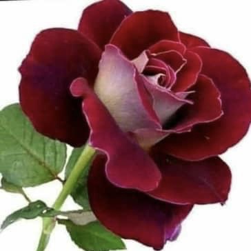 خار خندید و به گل گفت …