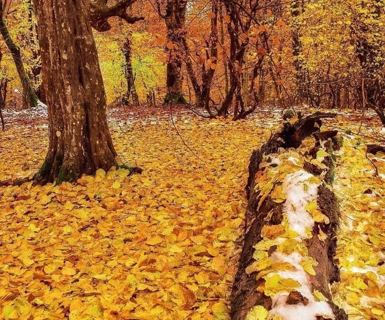 پاییز : ای تبسم افسرده !