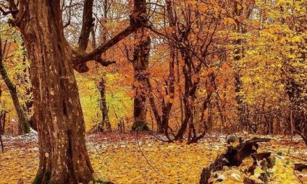 پاییز : ای تبسم افسرده !