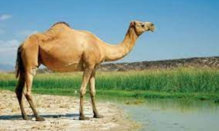 شتر در خواب بیند پنبه دانه …