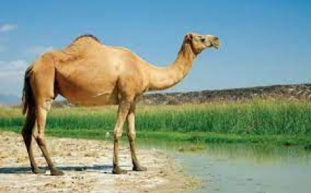 شتر در خواب بیند پنبه دانه …