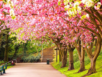 بهار از دیدگاه تصویر