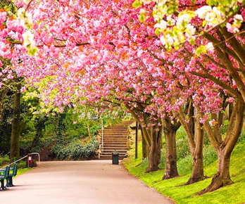 بهار از دیدگاه تصویر