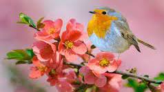 گل و بلبل در ادبیات فارسی