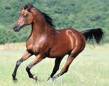 دندان اسب پیشکشی را نمی شمارند