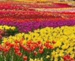 اردیبهشت از دیدگاه سعدی و حافظ