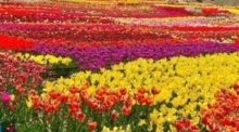 اردیبهشت از دیدگاه سعدی و حافظ