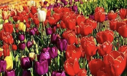 ضرب المثل ویژه نوروز و بهار