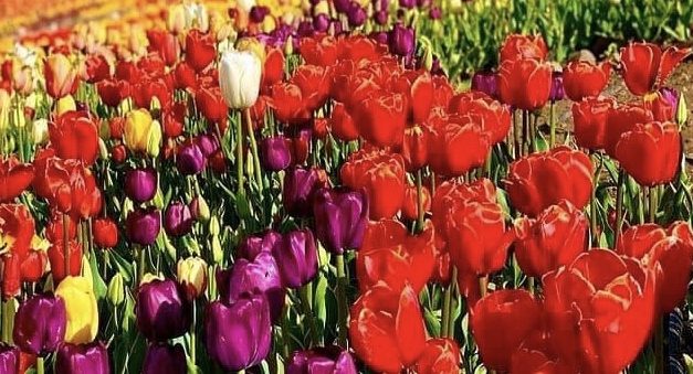 ضرب المثل ویژه نوروز و بهار