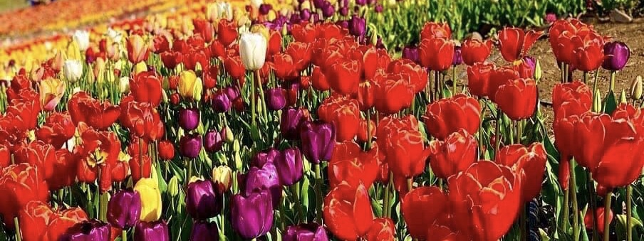 ضرب المثل ویژه نوروز و بهار