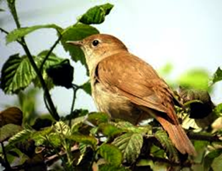 بلبلان مستند !