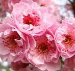 زمزمهٔ بهار در آیینهٔ غزل دکترحمیدی شیرازی