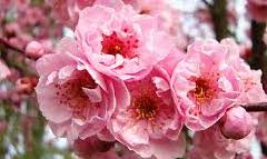 زمزمهٔ بهار در آیینهٔ غزل دکترحمیدی شیرازی