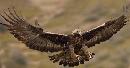 داستان منظوم عقاب