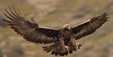 داستان منظوم عقاب