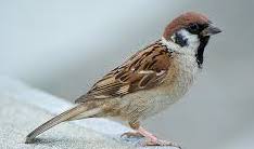 رنگ‌کردن گنجشک و قالب‌ کردن آن جای قناری