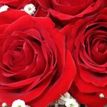 گل بی خار کجاست ؟