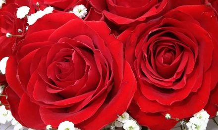 گل بی خار کجاست ؟