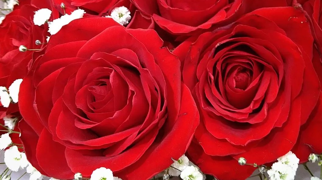 گل بی خار کجاست ؟