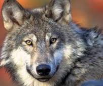 گرگ و پوستین دوزی