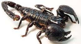 نیش عقرب نه از ره کین است، اقتضای طبیعتش این است