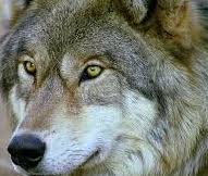 توبه گرگ مرگ است