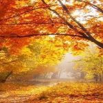 سمفونی رنگ‌ ها در پاییز بوستون